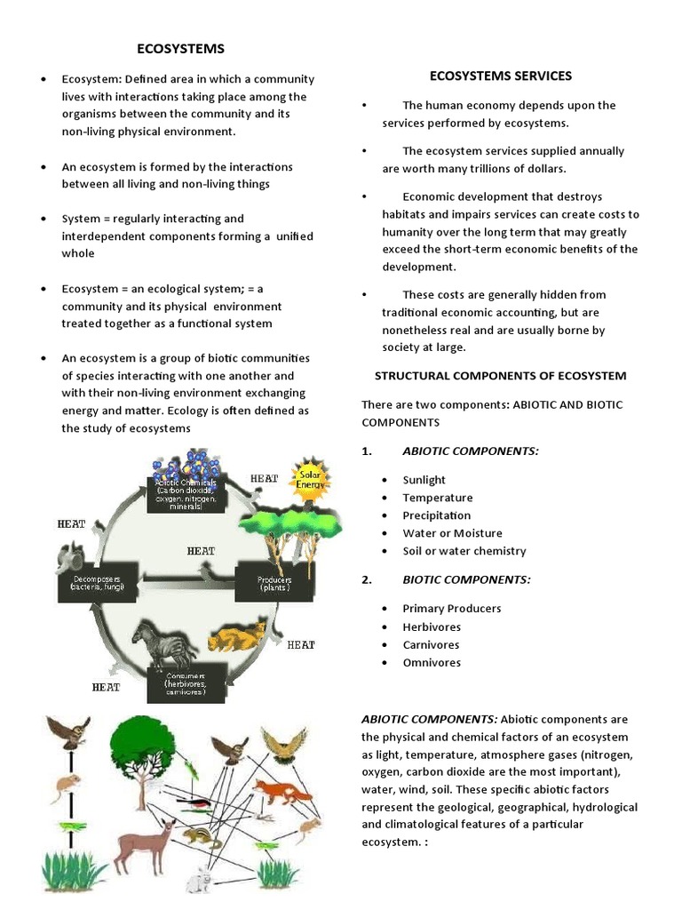 Ecosystem Components & Services | PDF | Food Web | Ecosystem