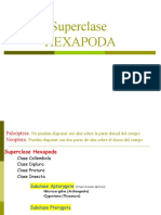 Clasificacion (Superclase Hexapoda) Clasificación Reciente