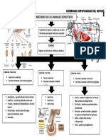 ELVING DIAZ CASTRO (SISTEMA ENDOCRINO)