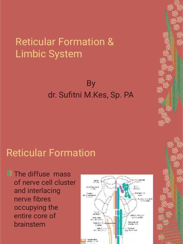 Reticular Formation & Limbic System | PDF | Hippocampus Anatomy ...