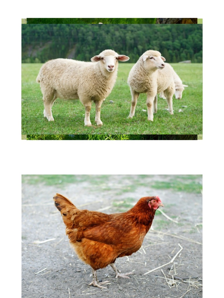 Animais Da Quinta | PDF