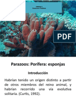 Porifera 1