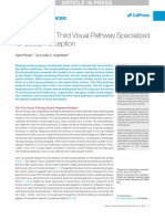 2020 - Evidence For A Third Visual Pathway Specialized For Social Perception
