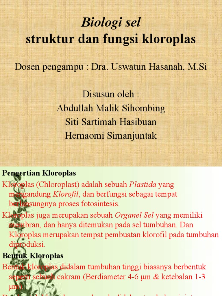 Kloroplas: Struktur dan Fungsi | PDF, image size:768x1024