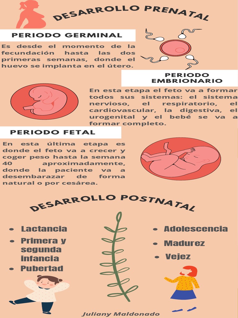 Infografia Desarrollo Prenatal y Postnatal | PDF | Desarrollo prenatal ...