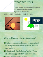 Photosynthesis PP