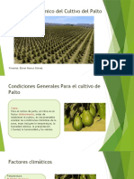 Manejo Agronómico del Cultivo del Palto