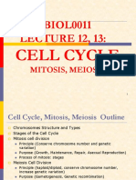 12-13 Cell Cycle, Mitosis, Meiosis