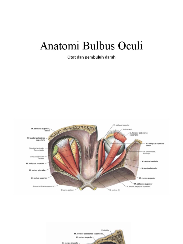 Anatomi Bulbus Oculi | PDF