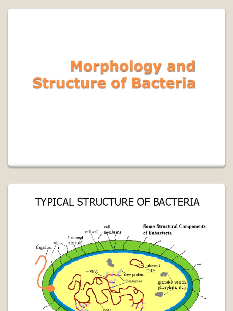 Bacteria Morphology Guide | PDF | Bacteria | Cell Wall