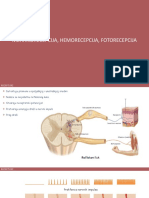 Mehanorecepcija Hemorecepcija Fotorecepcija