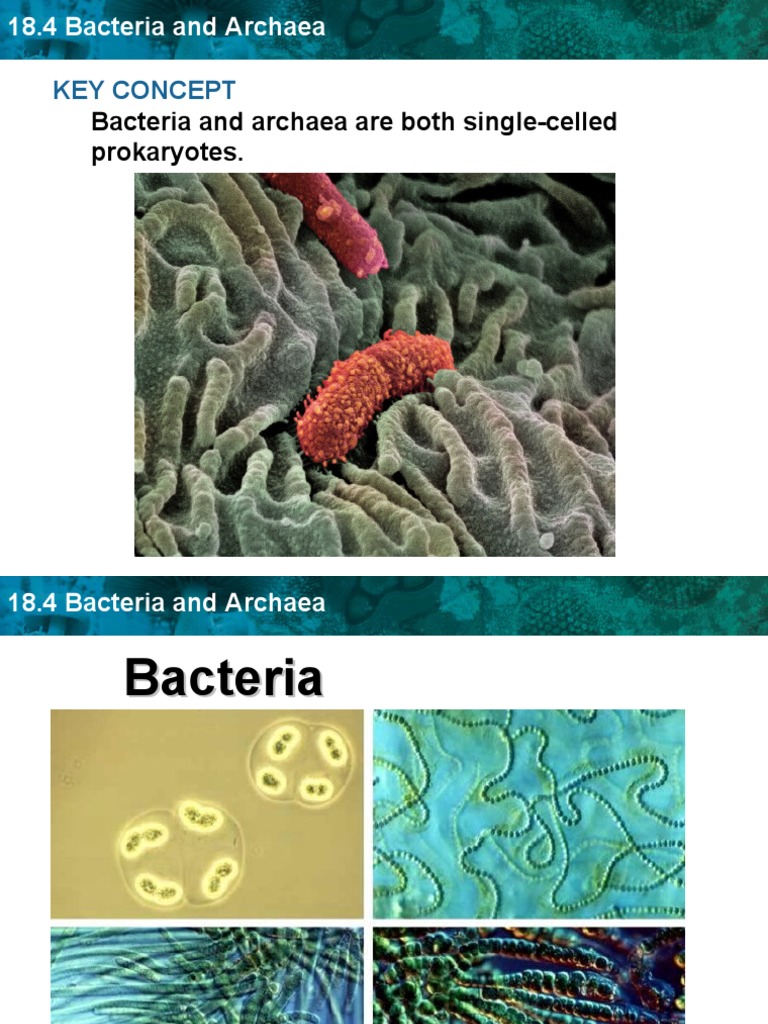 Bacteria and Archaea Are Both Single-Celled Prokaryotes.: Key Concept ...