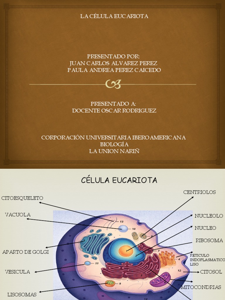 Estructura y Funciones de la Célula Eucariota | PDF | Citoplasma ...
