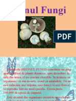 148771717-Regnul-Fungi