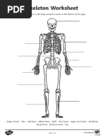 Skeleton Worksheet: Name The Bones in The Body Using The Words at The Bottom of The Page