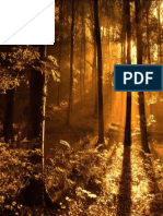 Sunlight+through+the+Trees+Free+Powerpoint+Template+Content+Slide