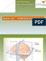 Sesión 10 Corteza Cerebral