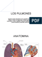 Los Pulmones