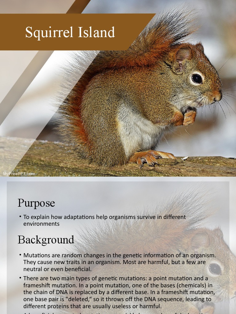 Squirrel Adaptations on Squirrel Island | PDF | Mutation | Predation
