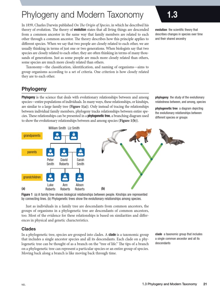 Understanding Clades in Phylogenetics | PDF | Eukaryotes | Taxonomy ...