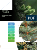 Familia Pinaceae (F)