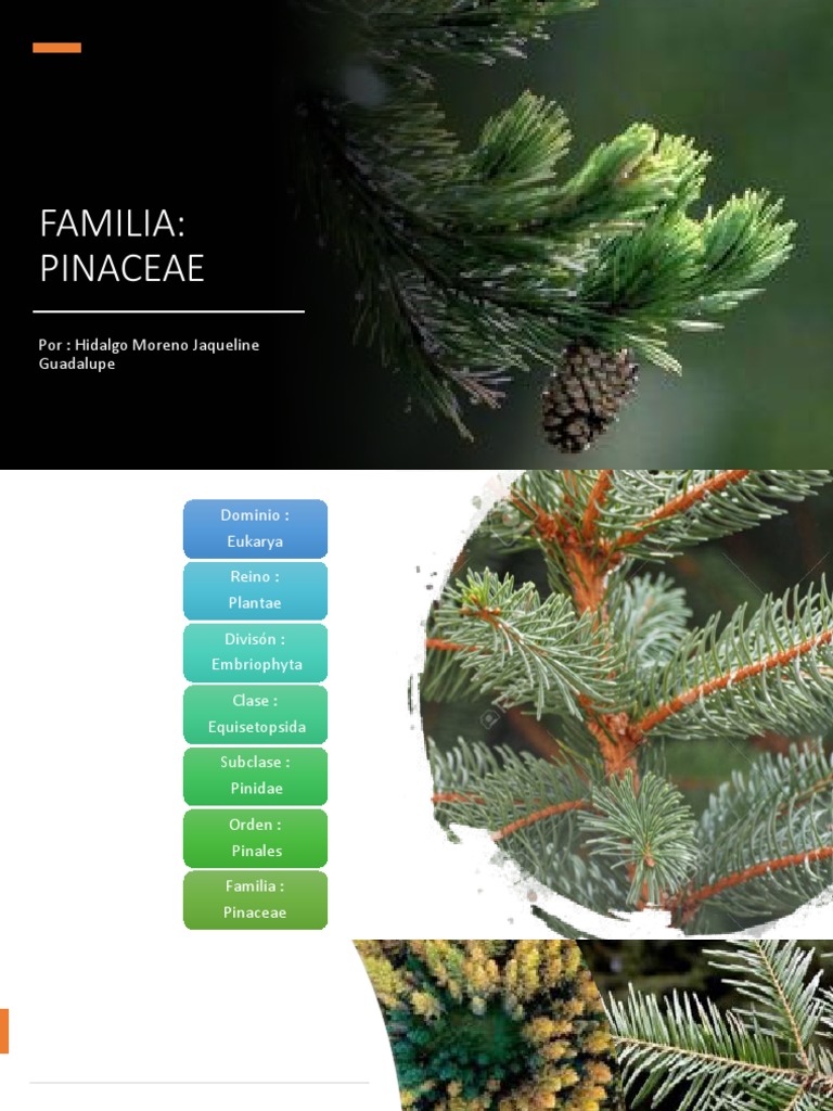 Clasificación y Especies de Pinaceae | PDF | Arboles | Plantas