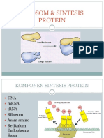 Ribosom & Sintesis Protein