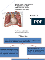 Corazón y pericardio: anatomía y fisiología