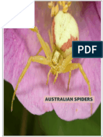 Australian Spiders