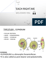 ELPHIDIUM