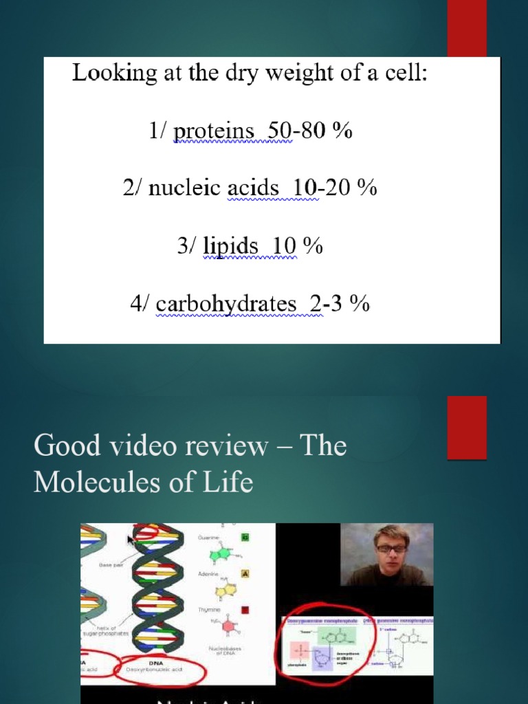 On Lesson 14 Nucleic Acids and Lipids PDF Nucleotides Nucleic Acids