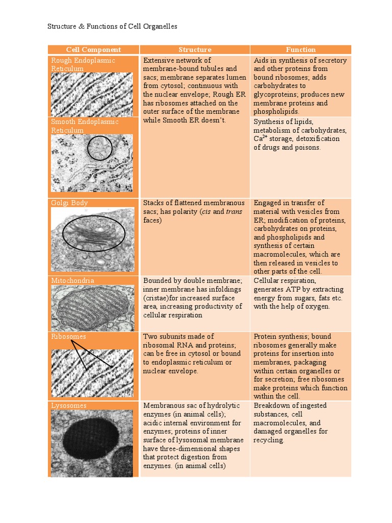 Cell Organelles: Structure & Functions | PDF | Endoplasmic Reticulum ...