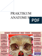 2 Prak. Anatomi SS Manekin