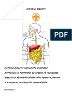 Anatomia Si Fiziologia Sistemul Digestiv