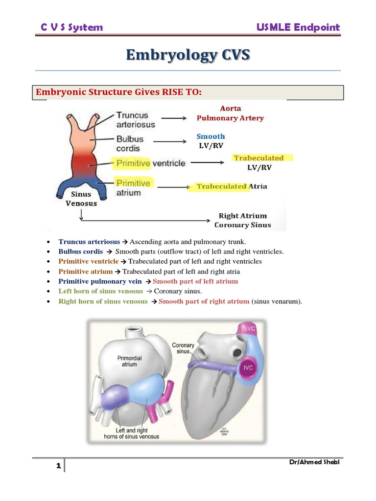 CVS Embryology and Congenital Defects | PDF | Atrium (Heart) | Coronary ...
