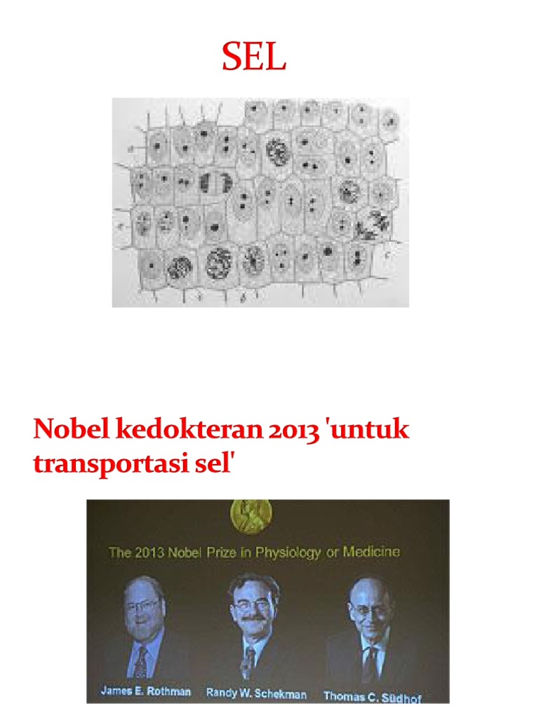Sel | PDF