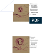 Anterior Neuropore Prosencephalon (Telencephalon) Neural Ectoderm