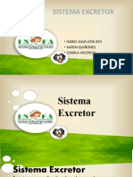 Sistema Excretor