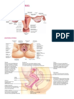 Aparato Reproductor Femenino Generalidades