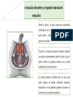 Relación Entre Los Músculos Del Periné