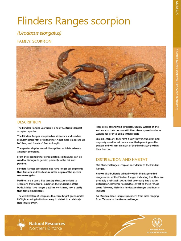 Flinders Ranges Scorpion Overview | PDF | Predation | Nature