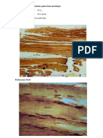 Gambar Histologi Sistem Muskuloskeletal