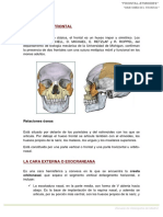 1. Anatomía Frontal