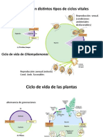 La Meiosis en Distintos Tipos de Ciclos Vitales: Ciclo de Vida de Chlamydomonas