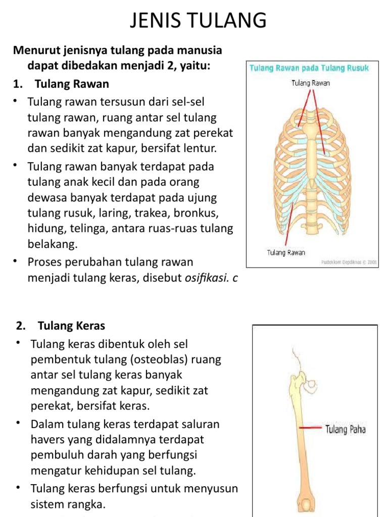 Jenis Tulang Pdf