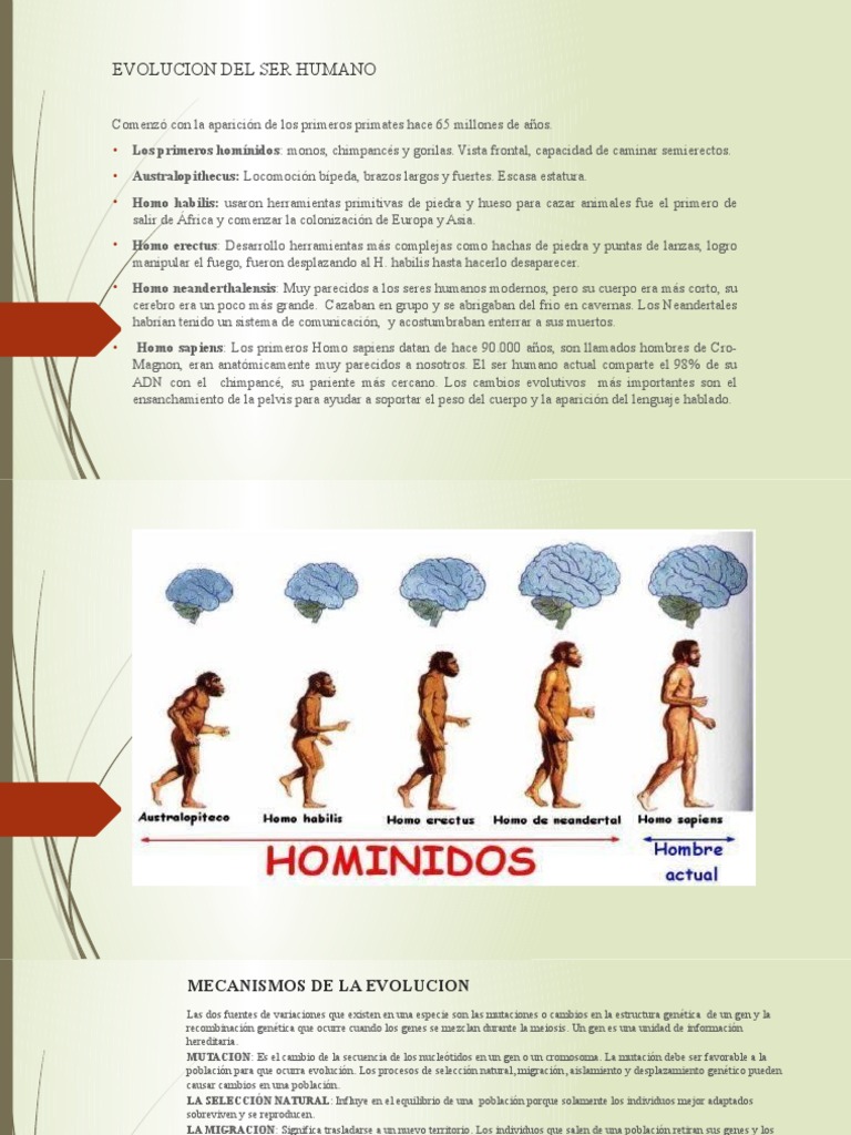 Evolución del Ser Humano: Resumen y Etapas | PDF | Evolución humana | Homo