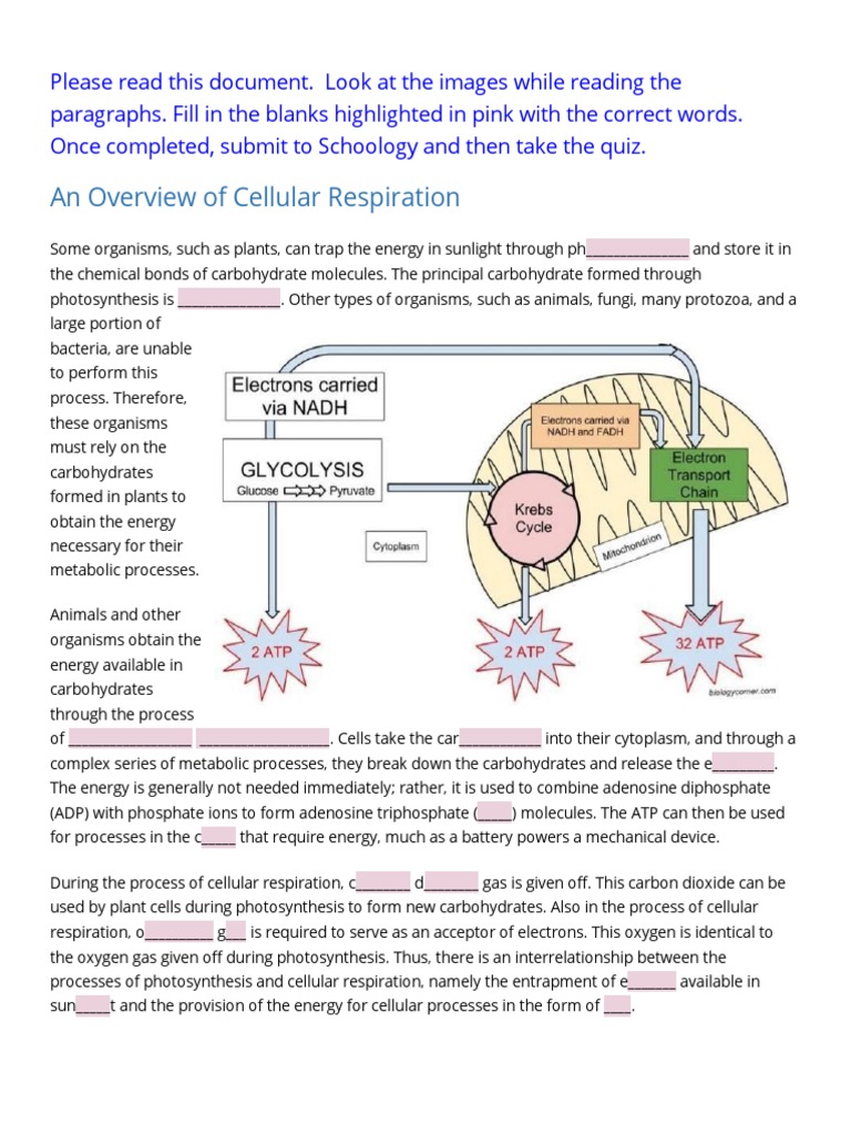 Cellular Respiration and Photosynthesis Guide | PDF | Cellular ...