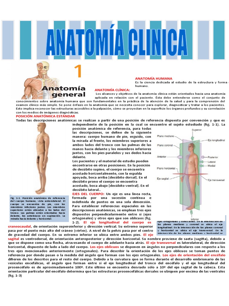 Anatomia Clinica | PDF | Piel | Epidermis