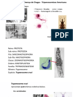 Doença de Chagas e Trypanosoma cruzi