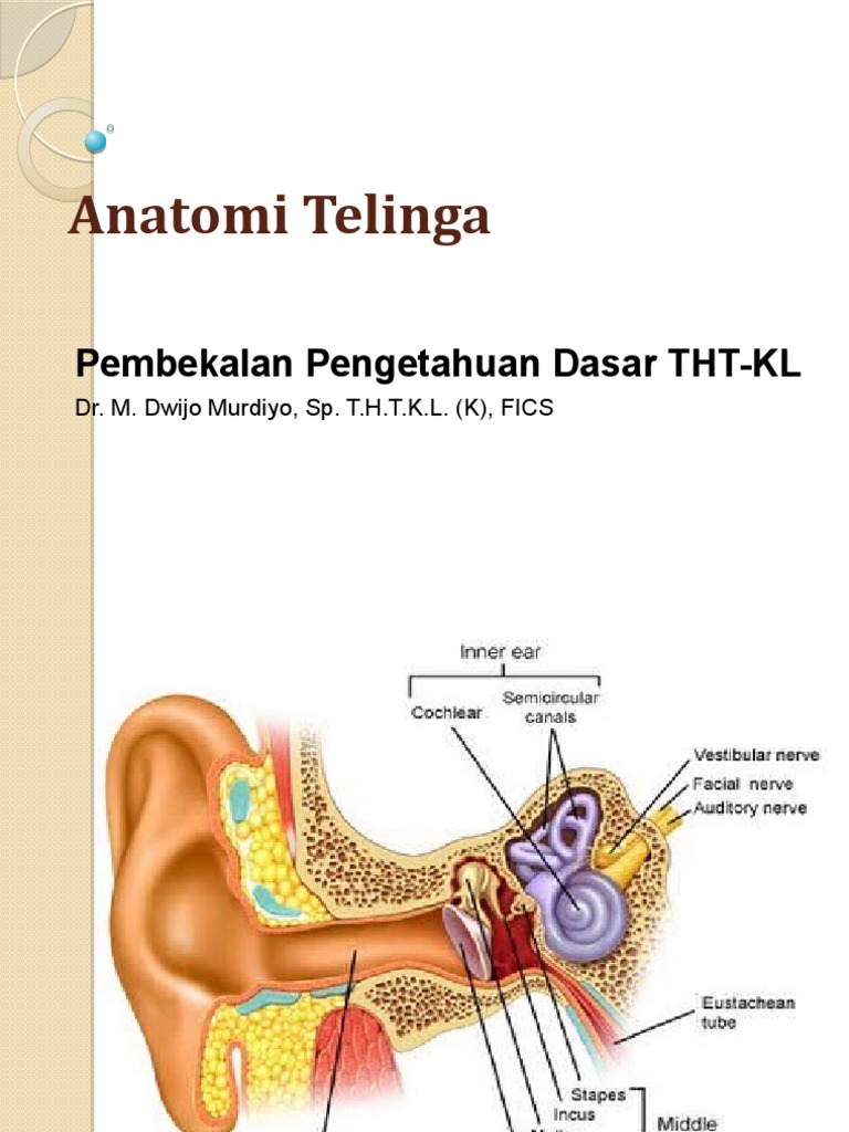 Anatomi Telinga | PDF